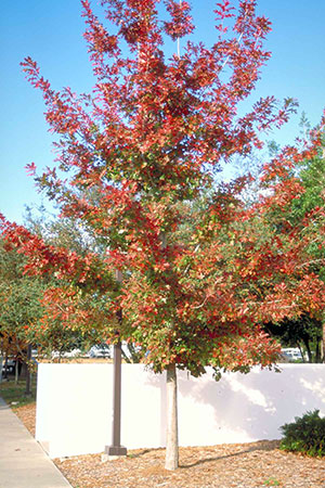 A very young small oak tree with its green leaves turning red.