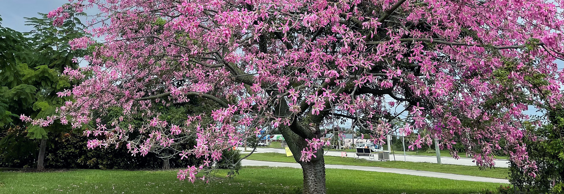 Tree covered in bubblegum pink flowers.