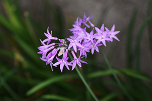 Cluster of light purple, star-shaped flowers atop a slim green stalk