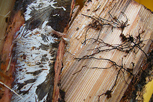 Armillaria rhizomorphs, white fungal spread and damage on tree.