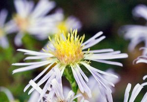 Elliot's asters are small weedy flowers with thin, fringed, pale purple petals and yellow centers. 