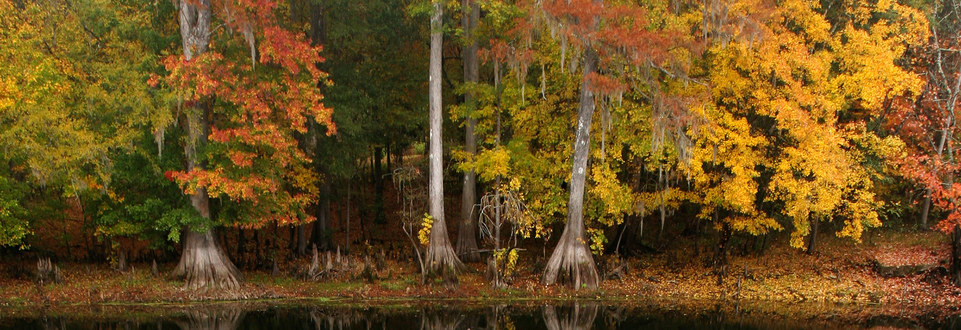 Orange and yellow leaves of cypress trees along a river in fall.