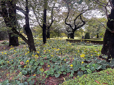 A park-like area in a Japanese national garden, farfugium is growing as a groundcover among trees with some of its yellow flowers visible.