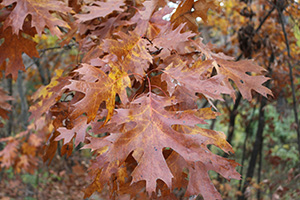 Reddish-brown oak leaves.