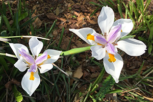 Two white iris flowers with inner pale purple petals and yellow markings at the throat.