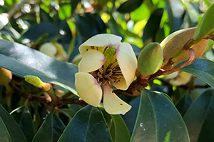 Small creamy white flower with waxy petals much like a magnolia flower but in miniature