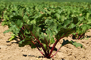Beet plants growing in a field with big ruffled leaves atop burgundy-colored stems.