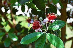 Pineapple guava flowers have white waxy petals practically hidden below a profusion of bright red stamens tipped with yellow pollen.