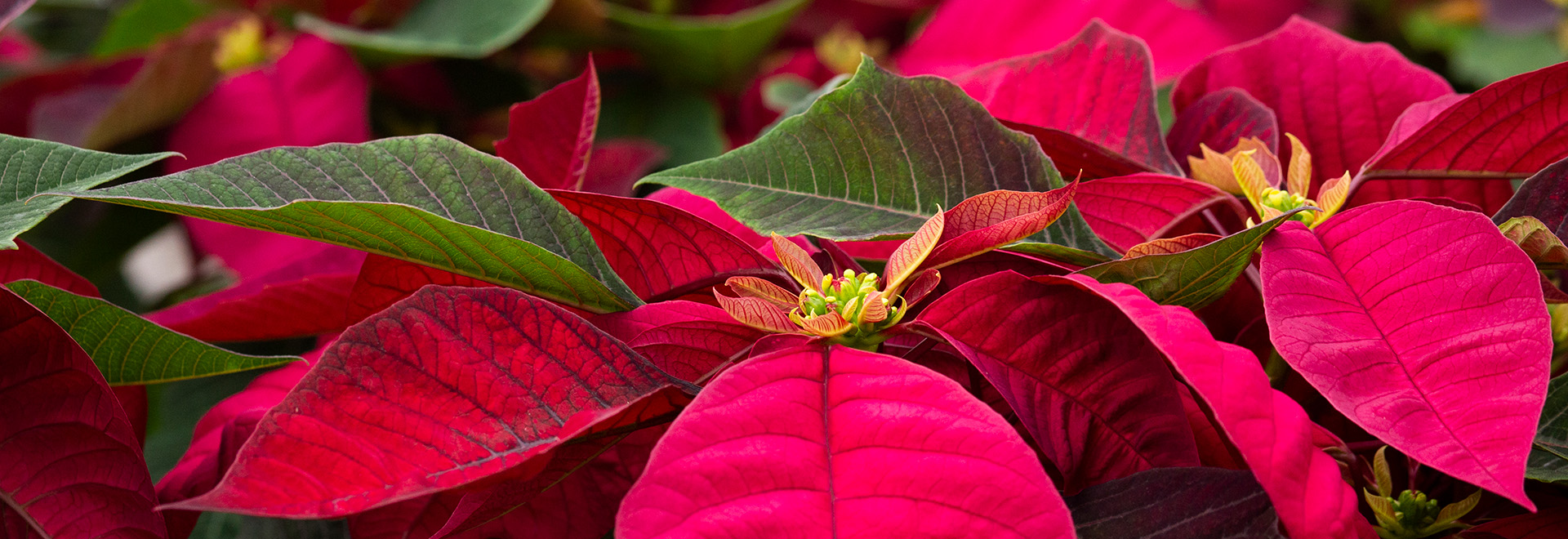 Close look at poinsettia plants in a green house, you can see dark veining in the red petal-like bracts.