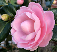 Pale pink camellia flower