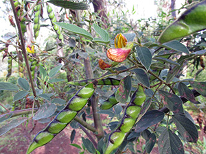 Leggy pigeon pea plant with two unusual looking pods, bright green with dark veining and a small flower speckled orange and yellow. Photo by Forest and Kim Starr.