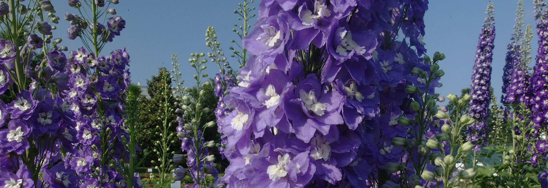 Close look at spikes of purple flowers on delphinium plants.