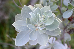 The leaves of this young silver buttonwood plant are soft, fuzzy and grayish-green.