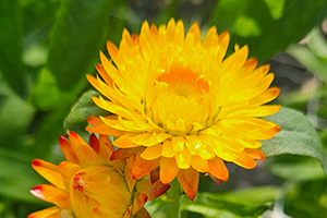 Bright yellow strawflower its paper "petals" tipped in orange. UF/IFAS photo by Erin Harlow.