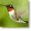 small photo of hummingbird