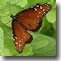 small photo of butterfly