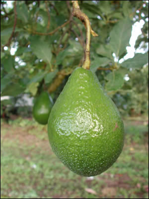 Large shiny green, pear-shaped avocado hanging from the tree