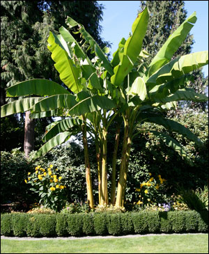 A cluster of tree-sized banana plants in a formal landscape.