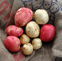 Red and white potatoes