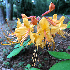 A cluster of yellow trumpet shaped flowers with very long stamens