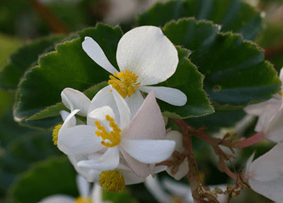 Begonia flowers