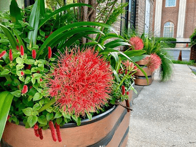 Bright red puffball of a flower growing with other plants in a container