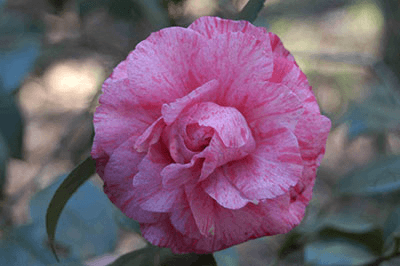 Bella Romana camellia