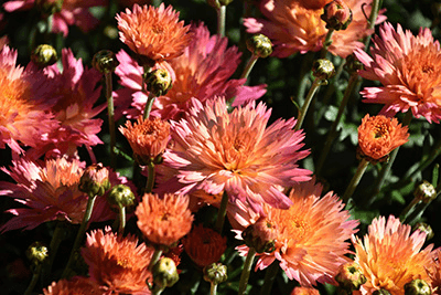 Pinkish orange chrysanthemum flowers