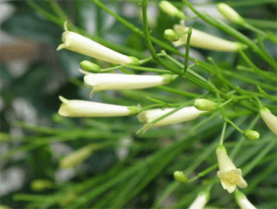 Yellow firecracker flowers