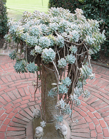 Ghost plant cascading down a pedestal