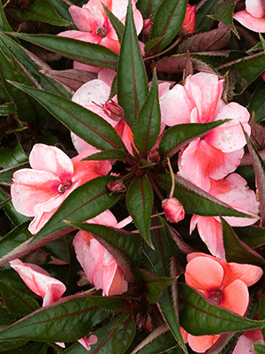 Peachy-pink simple petaled flowers and deep green leaves that are long and pointed