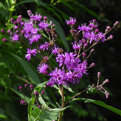 Purple tufted flowers on a weedy looking plant