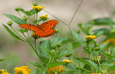 Butterfly feeding on Florida-native Lantana depressa
