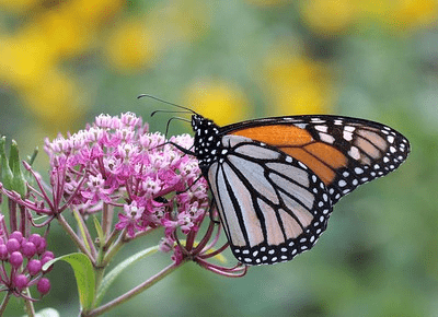 Orange and black monarch butterfly on pink milkweed flower