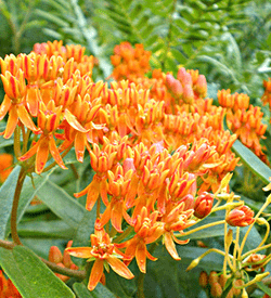 Bright orange cluster of tiny tubular flowers