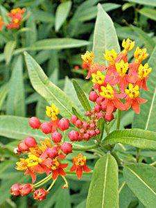 orange flowers