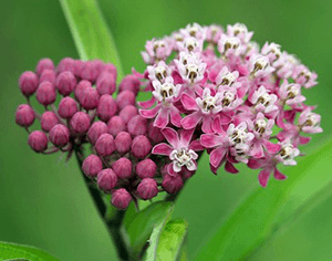 purple flower