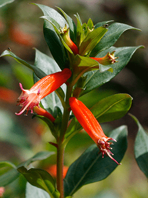 Long red tubular flowers on an upright leafy stem