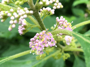 Small pinkish flower clusters on plant