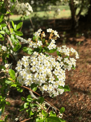 Cluster of tiny white flowers