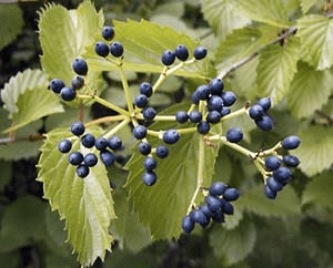 A loose cluster of very small dark blue berries