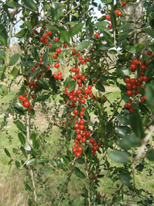 Weeping Yaupon Holly – Gardening Solutions