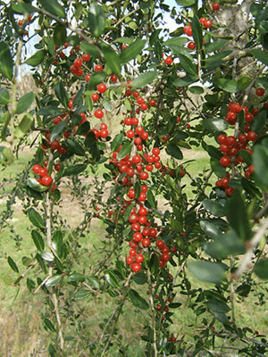 Red berries of the weeping yaupon holly