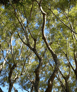 The light canopy of jacaranda provides dappled shade