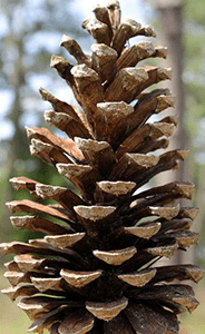 Big pine cone