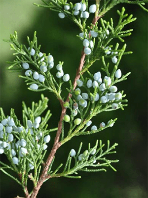 Close up view of the blue fruit of red cedar