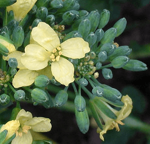 Broccoli flower close up