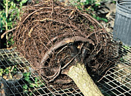A tree with circling roots