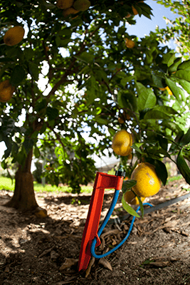 A microirrigation line staked next to a lemon tree