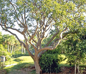 Elegant tree with smooth bark and lacy light green foliage